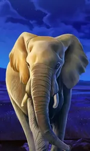 African Elephant